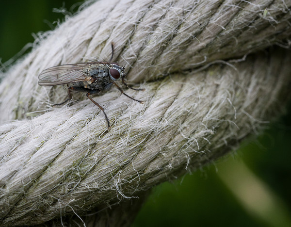 A fly on a rope. Picture Board by Jonathan Thirkell