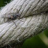 Buy canvas prints of A fly on a rope. by Jonathan Thirkell