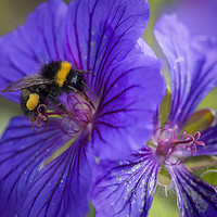 Buy canvas prints of Bee on the flower by Jonathan Thirkell