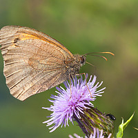 Buy canvas prints of Meadow brown buterfly by Jonathan Thirkell