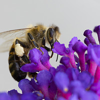 Buy canvas prints of Bee &  Buddleja by Jonathan Thirkell