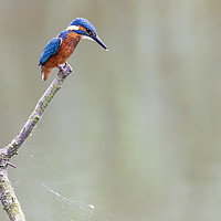 Buy canvas prints of Hunting Kingfisher by Jonathan Thirkell