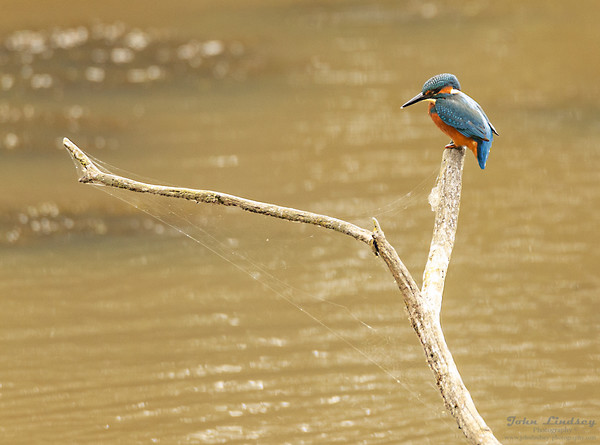 Kingfisher waiting. Picture Board by Jonathan Thirkell