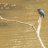Buy canvas prints of Kingfisher waiting. by Jonathan Thirkell