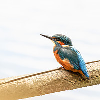 Buy canvas prints of Kingfisher waiting by Jonathan Thirkell