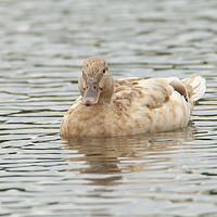 Buy canvas prints of Orpington Duck by Jonathan Thirkell