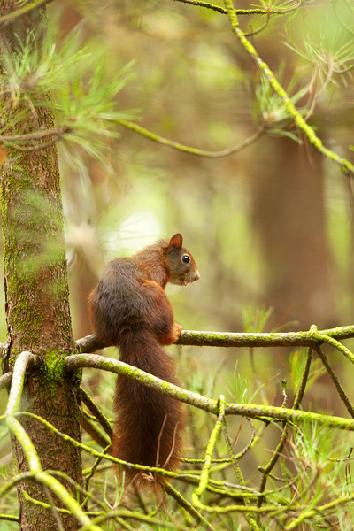 Red squirrel hanging around Picture Board by Jonathan Thirkell