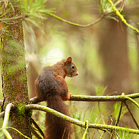 Buy canvas prints of Red squirrel hanging around by Jonathan Thirkell