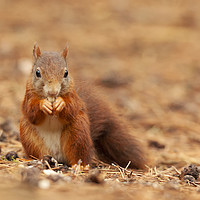 Buy canvas prints of Red Squirrel hunting  by Jonathan Thirkell