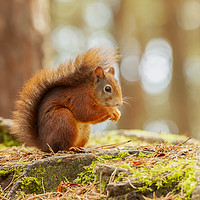 Buy canvas prints of Red Squirrel  by Jonathan Thirkell