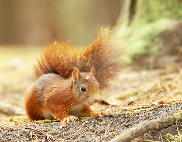 Red squirrel Picture Board by Jonathan Thirkell