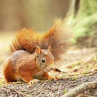 Buy canvas prints of Red squirrel by Jonathan Thirkell