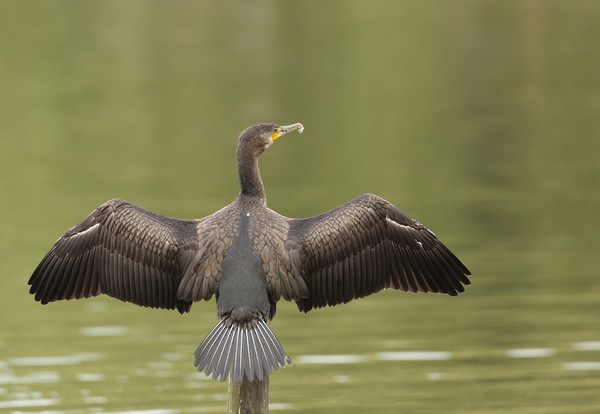 Cormorant Wingspan Picture Board by Jonathan Thirkell