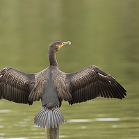 Buy canvas prints of Cormorant Wingspan by Jonathan Thirkell