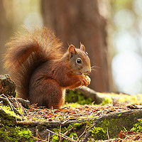 Buy canvas prints of Red Squirrel Eating by Jonathan Thirkell
