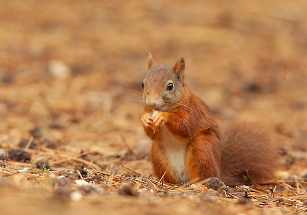 Red squirrel having a bite to eat Picture Board by Jonathan Thirkell