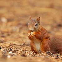 Buy canvas prints of Red squirrel having a bite to eat by Jonathan Thirkell