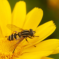 Buy canvas prints of Single Hoverfly by Jonathan Thirkell