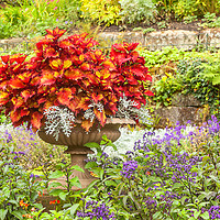 Buy canvas prints of The Floral Display by Jonathan Thirkell