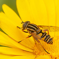 Buy canvas prints of The Hoverfly by Jonathan Thirkell