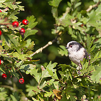 Buy canvas prints of Long tailed tit by Jonathan Thirkell
