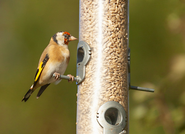 Hungry Goldfinch Picture Board by Jonathan Thirkell