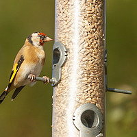 Buy canvas prints of Hungry Goldfinch by Jonathan Thirkell