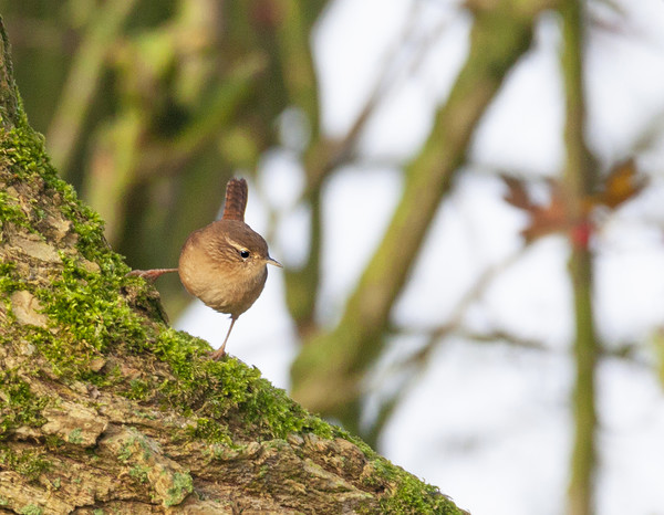 Wren in the morning sun Picture Board by Jonathan Thirkell