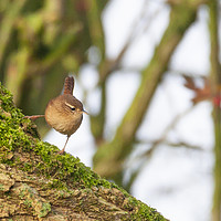 Buy canvas prints of Wren in the morning sun by Jonathan Thirkell