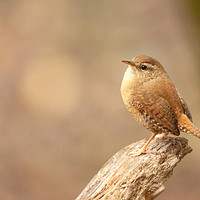 Buy canvas prints of The Wren by Jonathan Thirkell