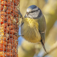 Buy canvas prints of Blue tit in the autumn sunshine by Jonathan Thirkell