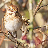 Buy canvas prints of Reed Bunting by Jonathan Thirkell