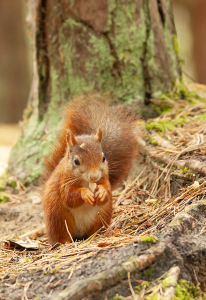 Formby Red Squirrel Picture Board by Jonathan Thirkell