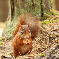 Buy canvas prints of Formby Red Squirrel by Jonathan Thirkell