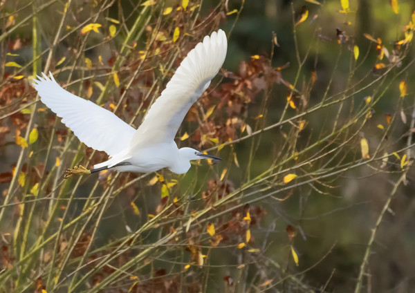 Little Egret in flight Picture Board by Jonathan Thirkell