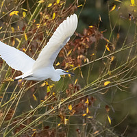 Buy canvas prints of Little Egret in flight by Jonathan Thirkell