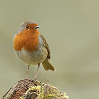 Buy canvas prints of Little robin red breast by Jonathan Thirkell