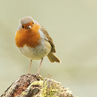Buy canvas prints of The Cheeky Robin by Jonathan Thirkell