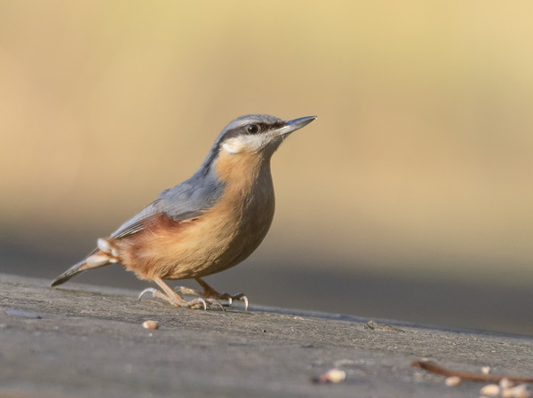 Nuthatch enjoying the sunshine. Picture Board by Jonathan Thirkell