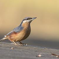Buy canvas prints of Nuthatch enjoying the sunshine. by Jonathan Thirkell