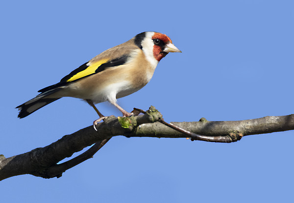 Goldfinch Picture Board by Jonathan Thirkell