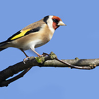 Buy canvas prints of Goldfinch by Jonathan Thirkell