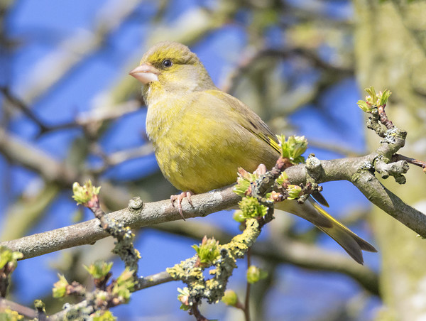 Greenfinch Picture Board by Jonathan Thirkell