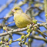 Buy canvas prints of Greenfinch by Jonathan Thirkell