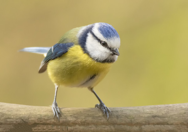 Watchful blue tit Picture Board by Jonathan Thirkell