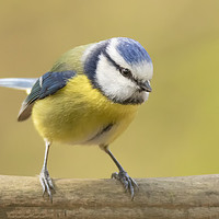 Buy canvas prints of Watchful blue tit by Jonathan Thirkell