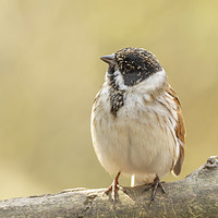 Buy canvas prints of Well rounded reed bunting by Jonathan Thirkell