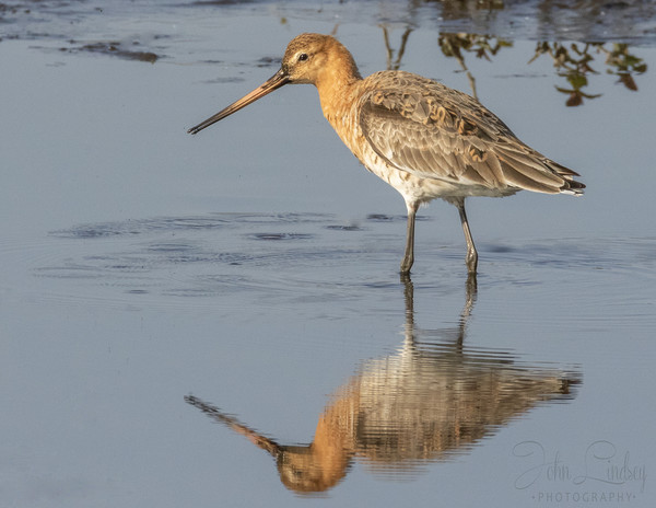 Black tailed godwit Picture Board by Jonathan Thirkell