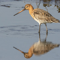 Buy canvas prints of Black tailed godwit by Jonathan Thirkell
