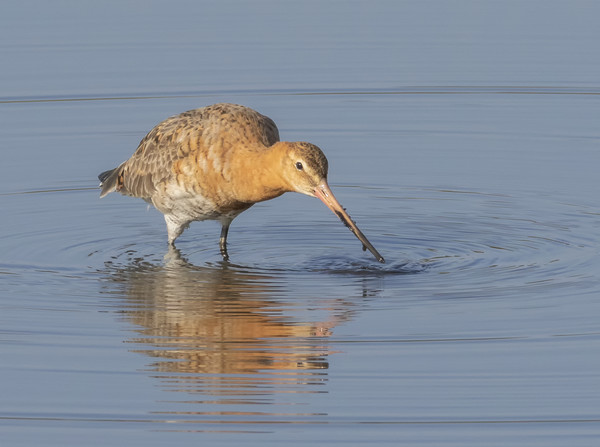 The Black Tailed Godwit Picture Board by Jonathan Thirkell